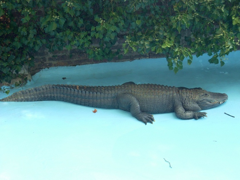 Alligator Mooya